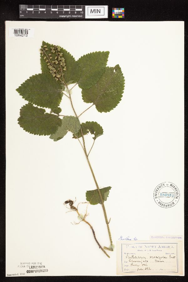 Scutellaria ovata subsp. ovata image