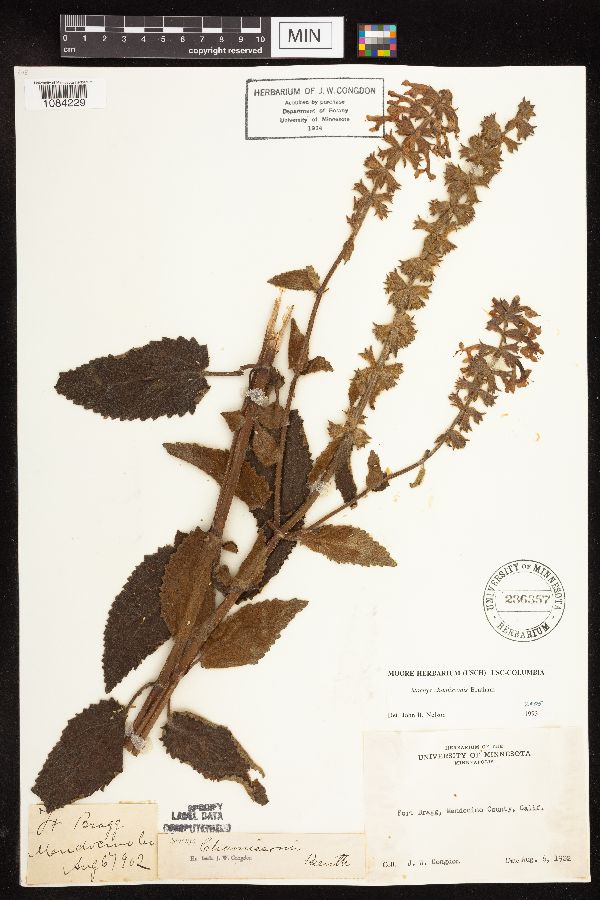 Stachys chamissonis image