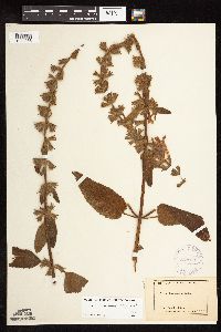 Image of Stachys chamissonis