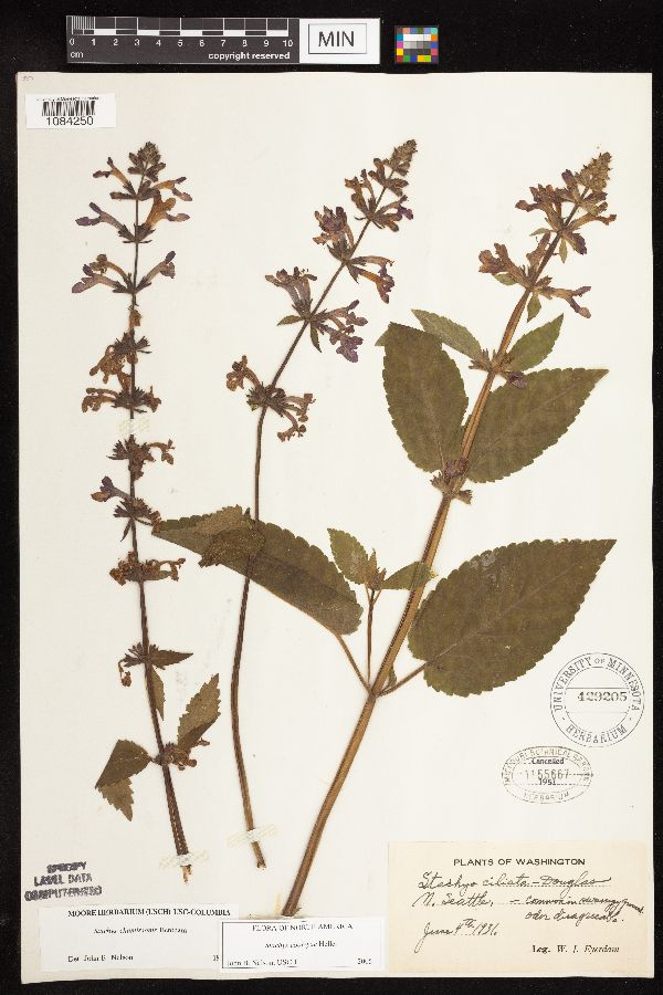 Stachys chamissonis var. cooleyae image