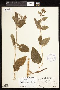 Image of Stachys mexicana