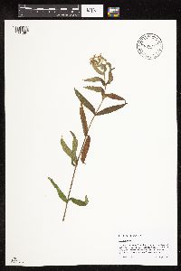 Stachys pilosa image