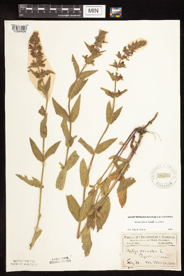 Stachys pilosa var. pilosa image