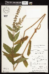 Stachys pilosa var. arenicola image