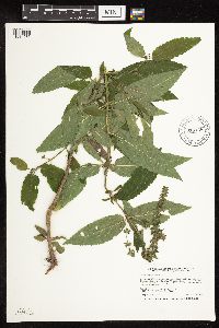 Image of Stachys tenuifolia