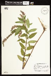 Teucrium canadense image