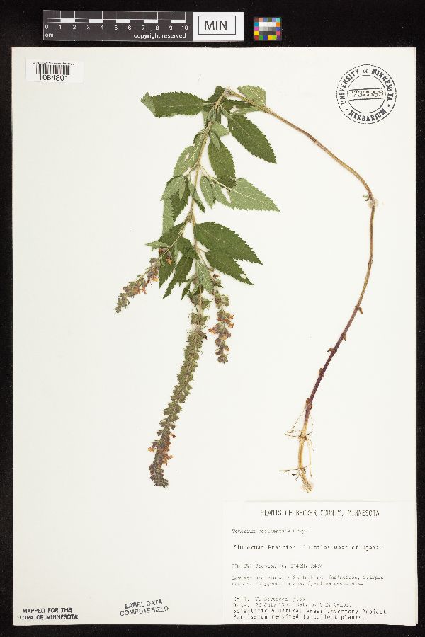 Teucrium canadense var. occidentale image