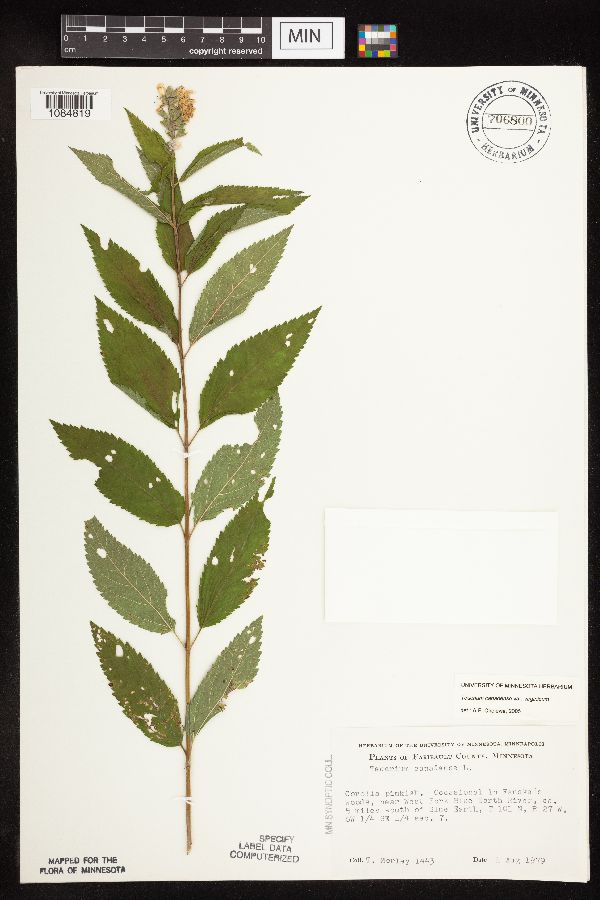 Teucrium canadense var. virginicum image