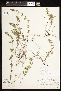 Image of Thymus pulegioides