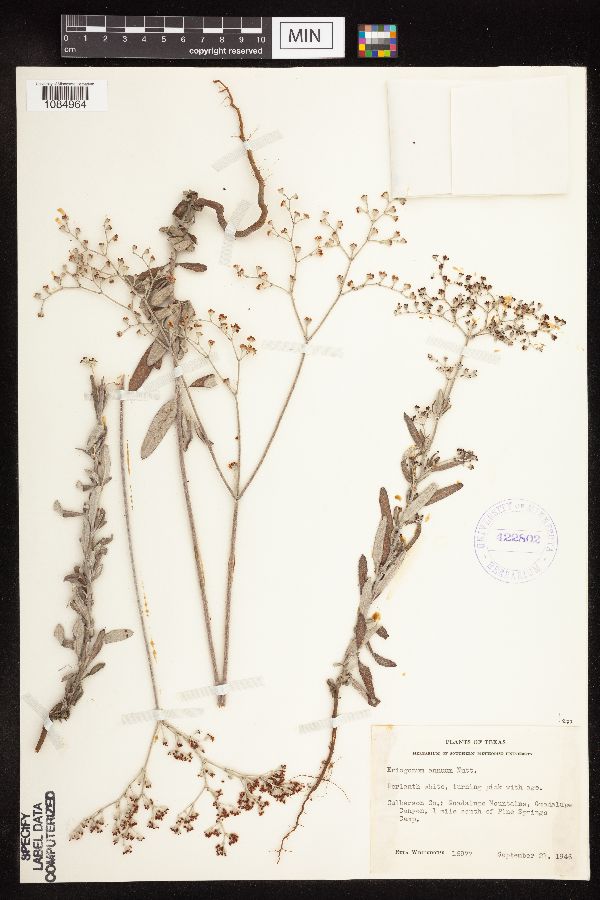 Eriogonum annuum image