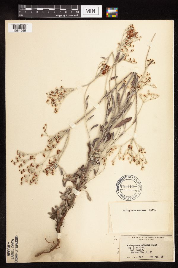 Eriogonum annuum image