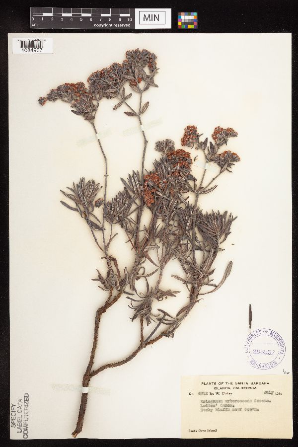 Eriogonum arborescens image