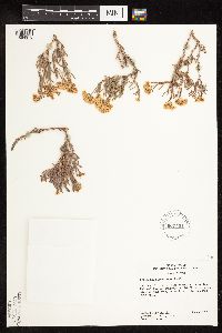 Image of Eriogonum clavellatum