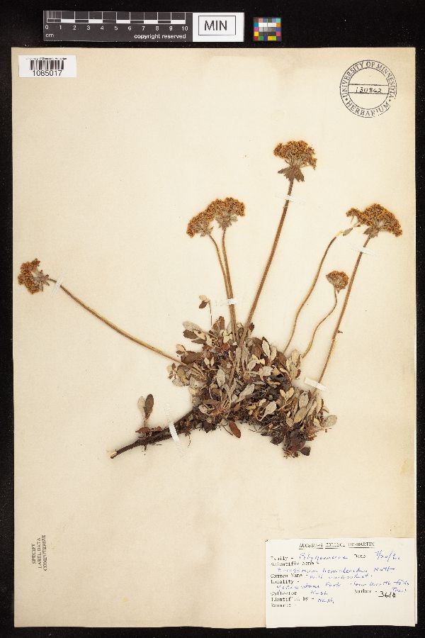 Eriogonum heracleoides image