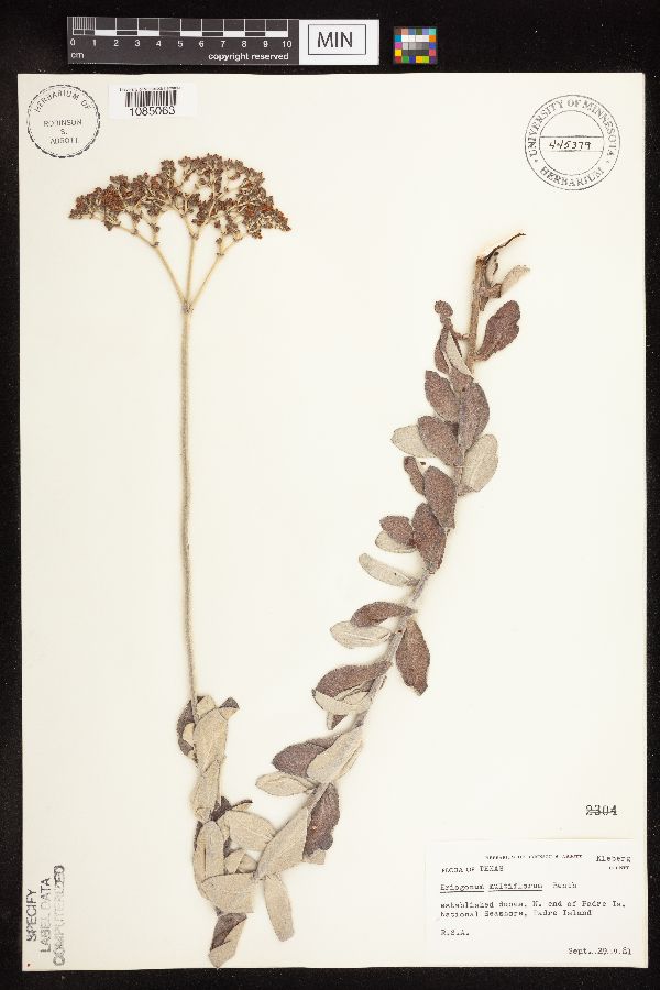 Eriogonum multiflorum image