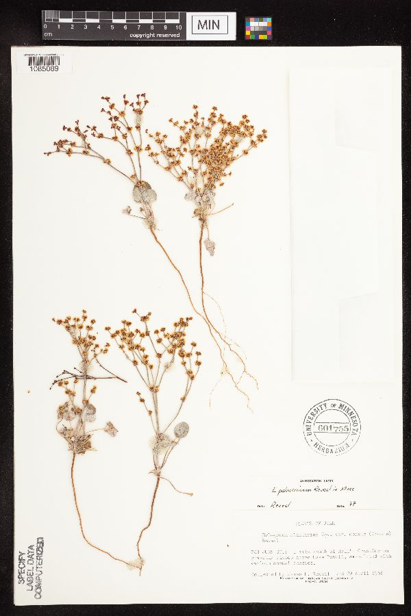 Eriogonum palmerianum image