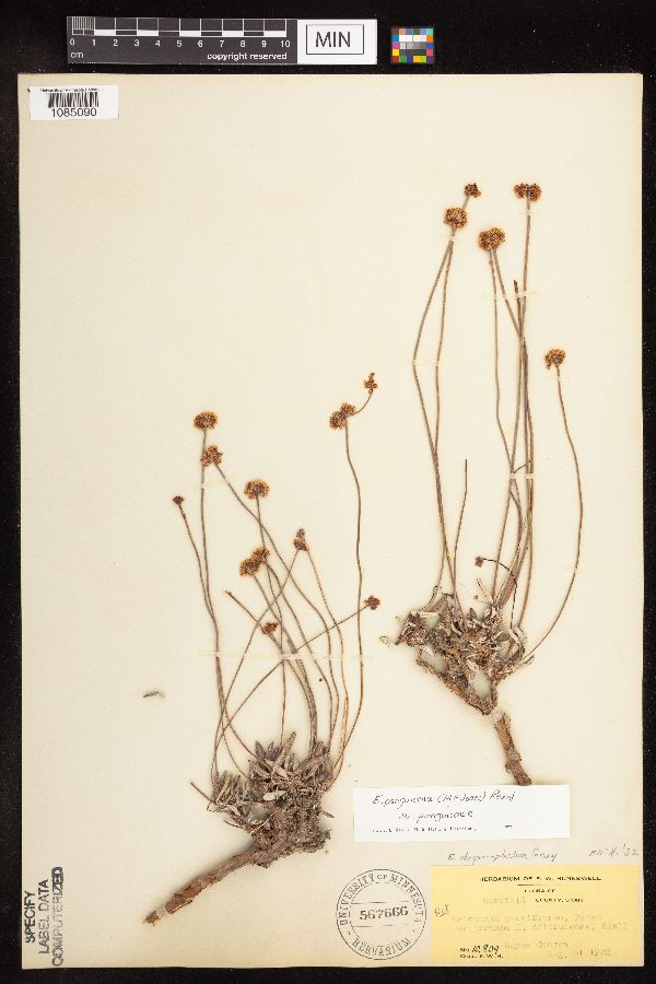 Eriogonum panguicense image