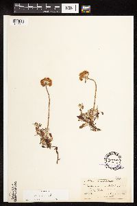 Eriogonum umbellatum var. majus image