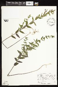 Scutellaria galericulata image