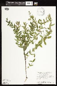 Scutellaria galericulata image