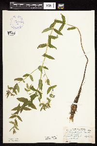 Scutellaria galericulata image