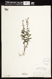 Scutellaria galericulata image