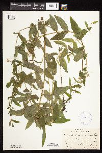 Scutellaria galericulata image