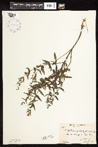 Scutellaria galericulata image