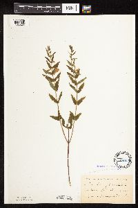 Scutellaria galericulata image