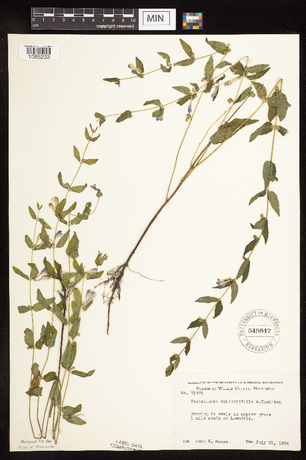 Scutellaria galericulata image