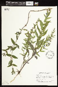 Scutellaria galericulata image