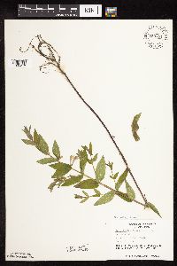 Scutellaria galericulata image