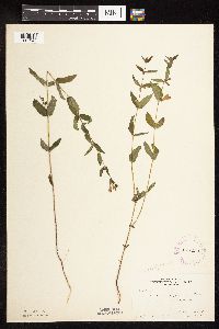 Scutellaria galericulata image