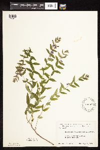 Scutellaria galericulata image