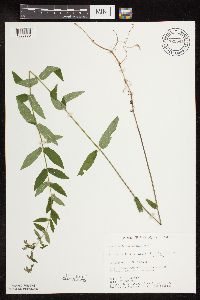 Scutellaria galericulata image