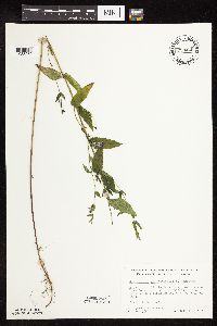 Scutellaria galericulata image