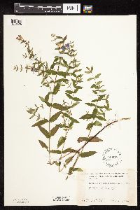 Scutellaria galericulata image