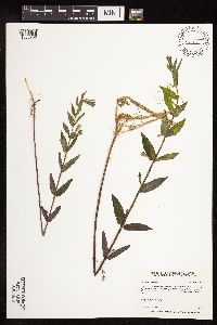 Scutellaria galericulata image