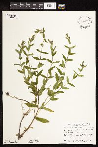 Scutellaria galericulata image