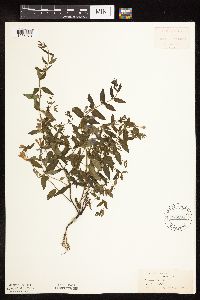 Scutellaria galericulata image