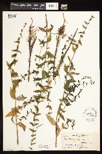 Scutellaria galericulata image