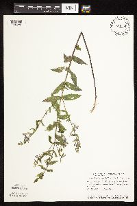 Scutellaria galericulata image