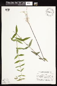 Scutellaria galericulata image