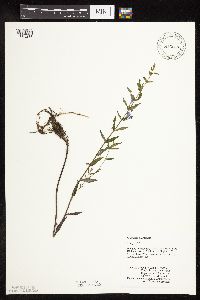 Scutellaria galericulata image