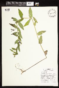 Scutellaria galericulata image