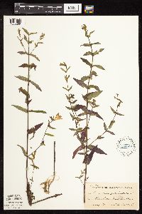 Scutellaria galericulata image