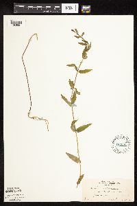 Scutellaria galericulata image