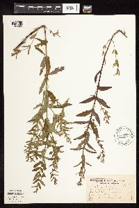 Scutellaria galericulata image