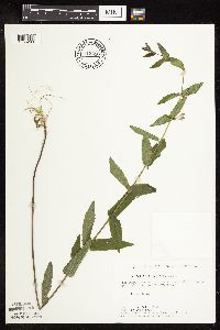 Scutellaria galericulata image