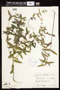 Scutellaria galericulata image